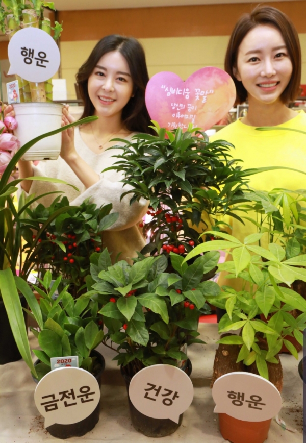 사진은 1월 9일(목) 오전, 롯데마트 서울역점에서 모델(여2)들이 ‘새해맞이 의미 좋은 식물 모음전’을 소개하는 모습.