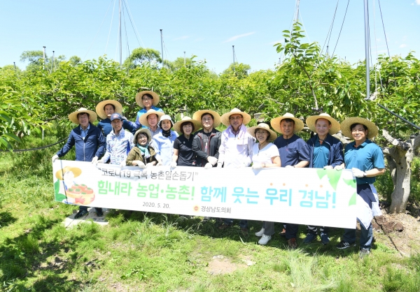김지수 의장을 비롯한 도의원과 의회사무처 직원 100여명은 창원시 의창구 동읍 소재 단감 재배 농가를 찾아 과수 작업에 구슬땀을 흘렸다.