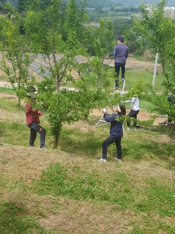 도교육청 직원 50여 명은 밀양시 산내면 봉촌마을 과수농가를 찾아 사과 열매솎기를 도우며, 농민들의 노고를 체험해보는 소중한 시간을 가졌다.