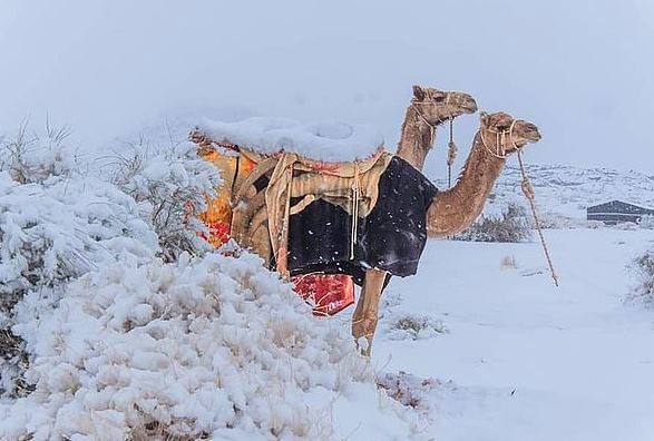 사하라사막에 내린 눈 / SNS