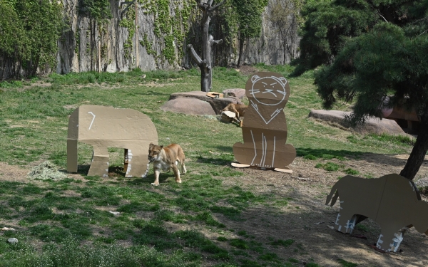 서울대공원에 있는 동물들이 LG전자 가전제품의 포장 박스로 만든 놀이도구를 가지고 놀고 있는 모습.