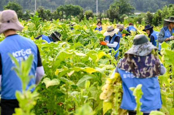 KT&G 임직원들이 지난 5일 경북 문경시 가은읍에 위치한 잎담배 농가를 방문해 수확 봉사를 진행했다. 사진은 잎담배 수확 봉사활동 현장 모습