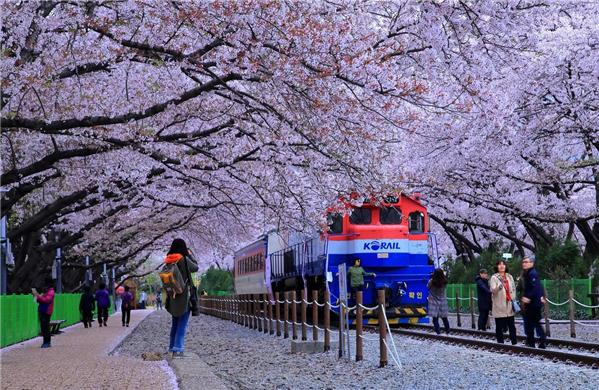 기차와 벚꽃의 어울림.
