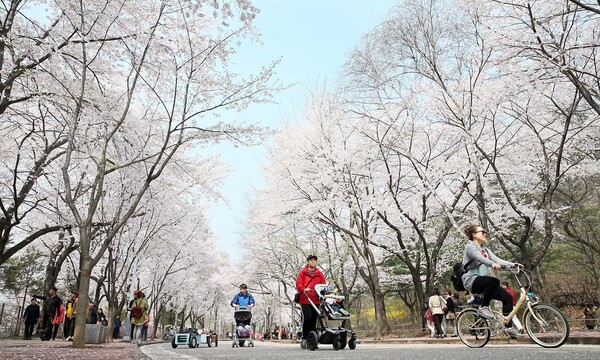 인천대공원 벚꽃