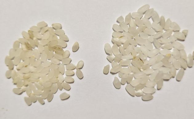 언니가 방앗간에 가져온 쌀(왼쪽), 언니가 준 쌀(오른쪽).